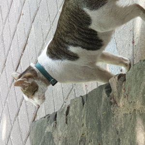 고양이 주인을 찾습니다 코리아쇼트헤어 서울특별시 동대문구