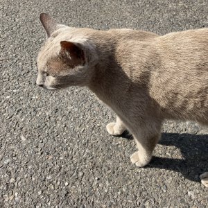 고양이 주인을 찾습니다 러시안블루 경기도 안산시 단원구