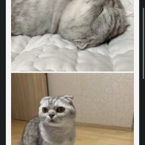 고양이를 찾습니다 고양이 전단지