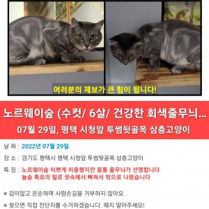 고양이를 찾습니다 고양이 전단지