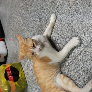 고양이를 찾습니다 코리아쇼트헤어 대구광역시 북구