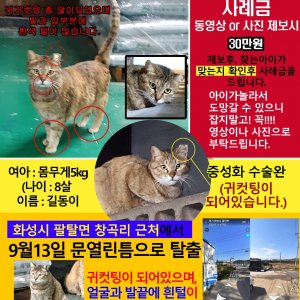 고양이를 찾습니다 고양이 전단지