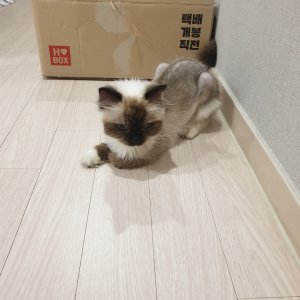 고양이 주인을 찾습니다 고양이 전단지