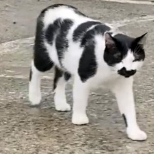 고양이를 찾습니다 고양이 전단지