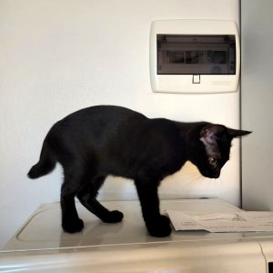 고양이를 찾습니다 고양이 전단지