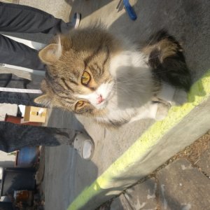 고양이 구조 아메리칸컬롱헤어 인천광역시 미추홀구