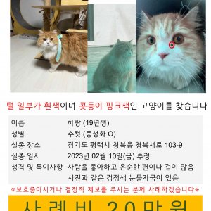 고양이를 찾습니다 고양이 전단지