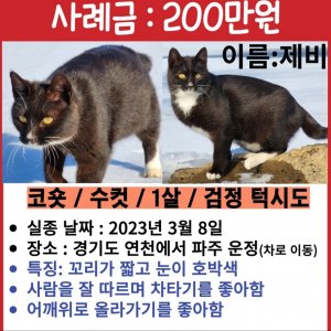 고양이를 찾습니다 고양이 전단지