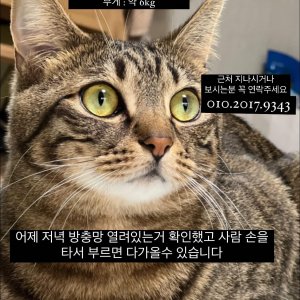 고양이를 찾습니다 고양이 전단지