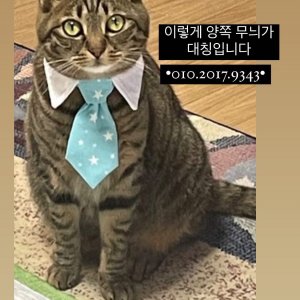 고양이를 찾습니다 고양이 전단지