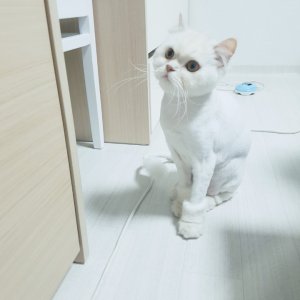 고양이를 찾습니다 고양이 전단지