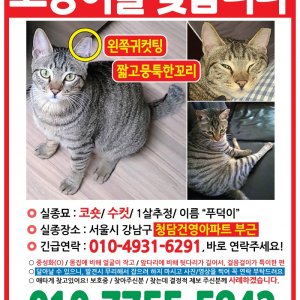 고양이실종분실 서울특별시 강남구