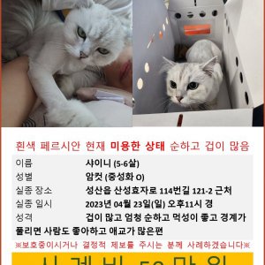 고양이를 찾습니다 페르시안 제주특별자치도 서귀포시