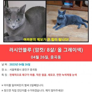 고양이를 찾습니다 러시안블루 서울특별시 광진구