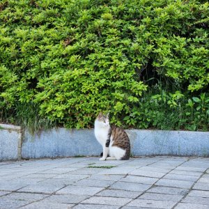 고양이 목격 기타묘종 서울특별시 강동구
