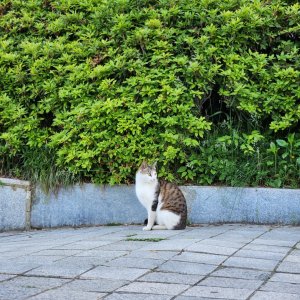 고양이 주인을 찾습니다 기타묘종 서울특별시 강동구