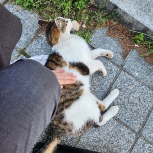 고양이 주인을 찾습니다 기타묘종 서울특별시 강동구
