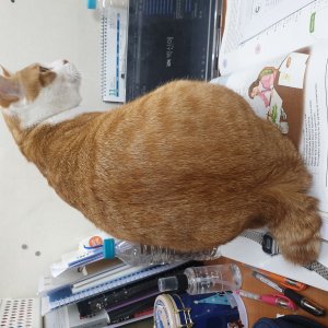 고양이를 찾습니다 고양이 전단지