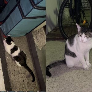 고양이 목격 코리아쇼트헤어 인천광역시 계양구