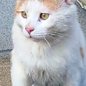 고양이실종분실 경기도 안성시