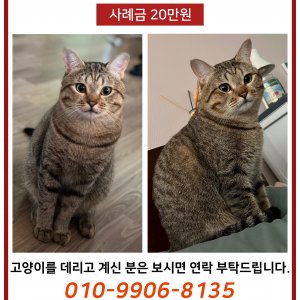 고양이를 찾습니다 고양이 전단지