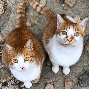 고양이를 찾습니다 고양이 전단지