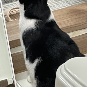 고양이를 찾습니다 고양이 전단지