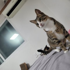 고양이를 찾습니다 고양이 전단지
