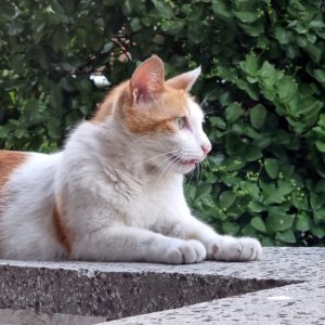 고양이를 찾습니다 기타묘종 서울특별시 광진구
