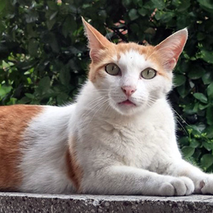 고양이를 찾습니다 기타묘종 서울특별시 광진구
