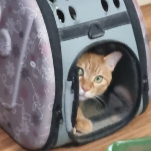 고양이를 찾습니다 고양이 전단지