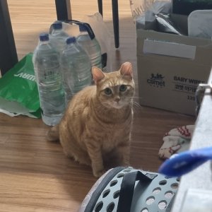 고양이실종분실 서울특별시 강남구
