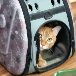 고양이를 찾습니다 고양이 전단지