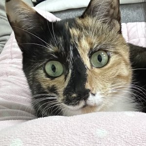 고양이를 찾습니다 고양이 전단지