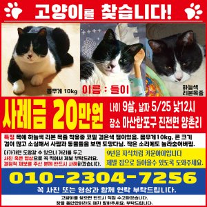 고양이를 찾습니다 고양이 전단지