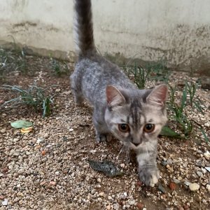 고양이 주인을 찾습니다 먼치킨 부산광역시 북구