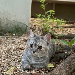 고양이 주인을 찾습니다 고양이 전단지