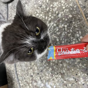 고양이 주인을 찾습니다 고양이 전단지