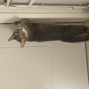 고양이를 찾습니다 고양이 전단지