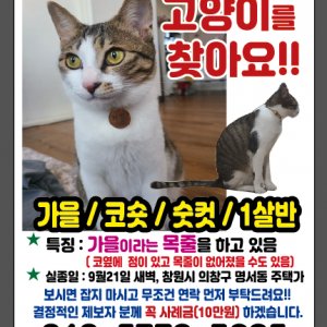 고양이를 찾습니다 고양이 전단지