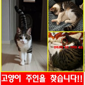 고양이 구조 기타묘종 부산광역시 북구