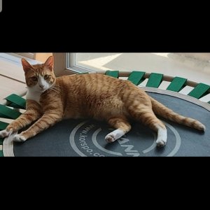 고양이를 찾습니다 고양이 전단지