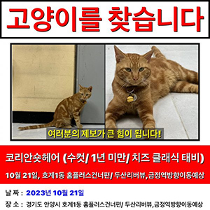 고양이를 찾습니다 고양이 전단지