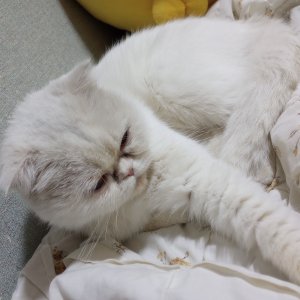 고양이 주인을 찾습니다 기타묘종 경기도 안산시 상록구