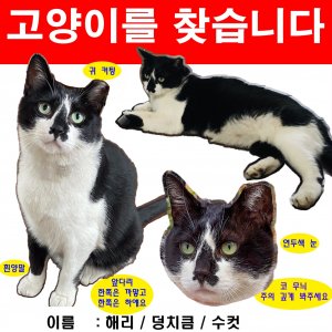 고양이실종분실 서울특별시 동대문구