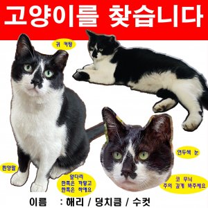 고양이를 찾습니다 고양이 전단지