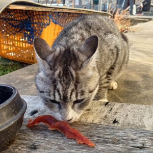 고양이 주인을 찾습니다 아메리칸쇼트헤어 강원도 평창군