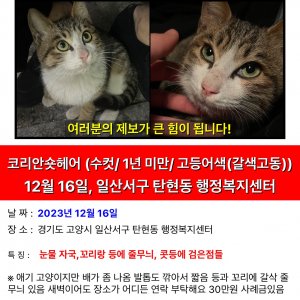 고양이실종분실 경기도 고양시 일산서구