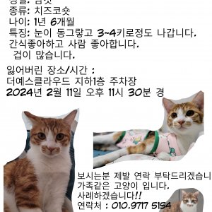 고양이를 찾습니다 코리아쇼트헤어 인천광역시 중구