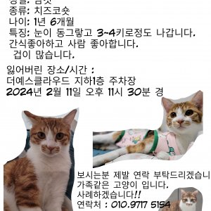 고양이를 찾습니다 고양이 전단지